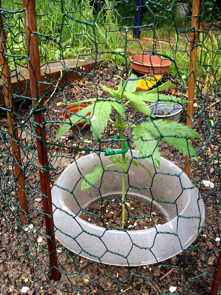 Eine junge Cannabispflanze, die durch einen Maschendrahtzaun und einen Plastikring geschützt im Freien steht, nach einem Regenschauer.