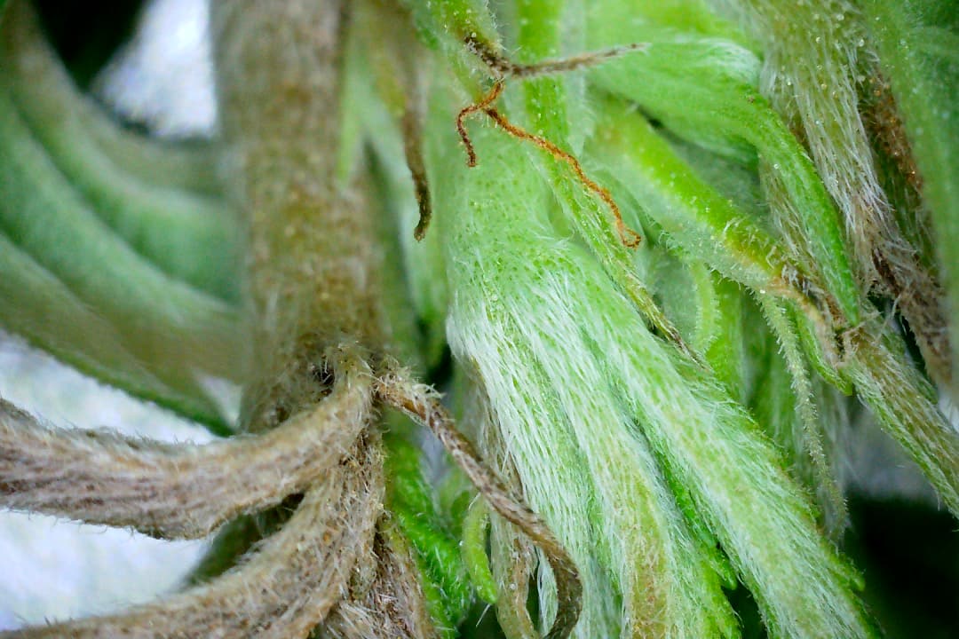 Growreport Bild 36