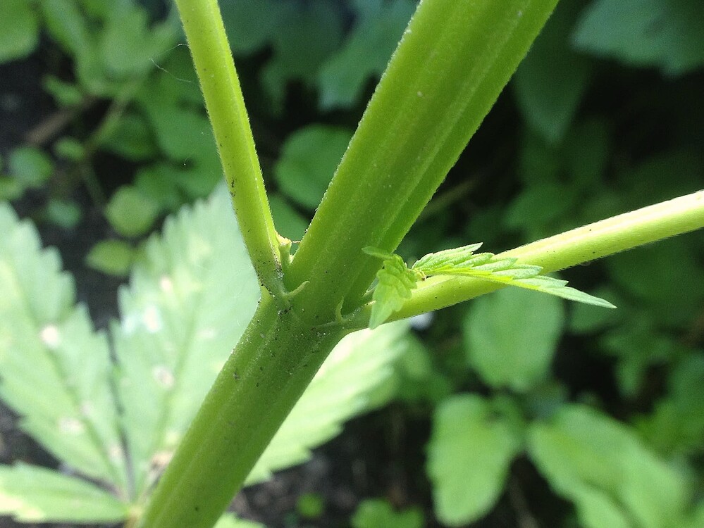 Growreport Bild 19
