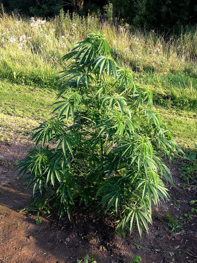 Growreport Bild 13