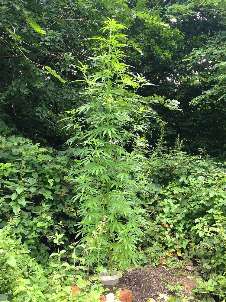 Growreport Bild 8