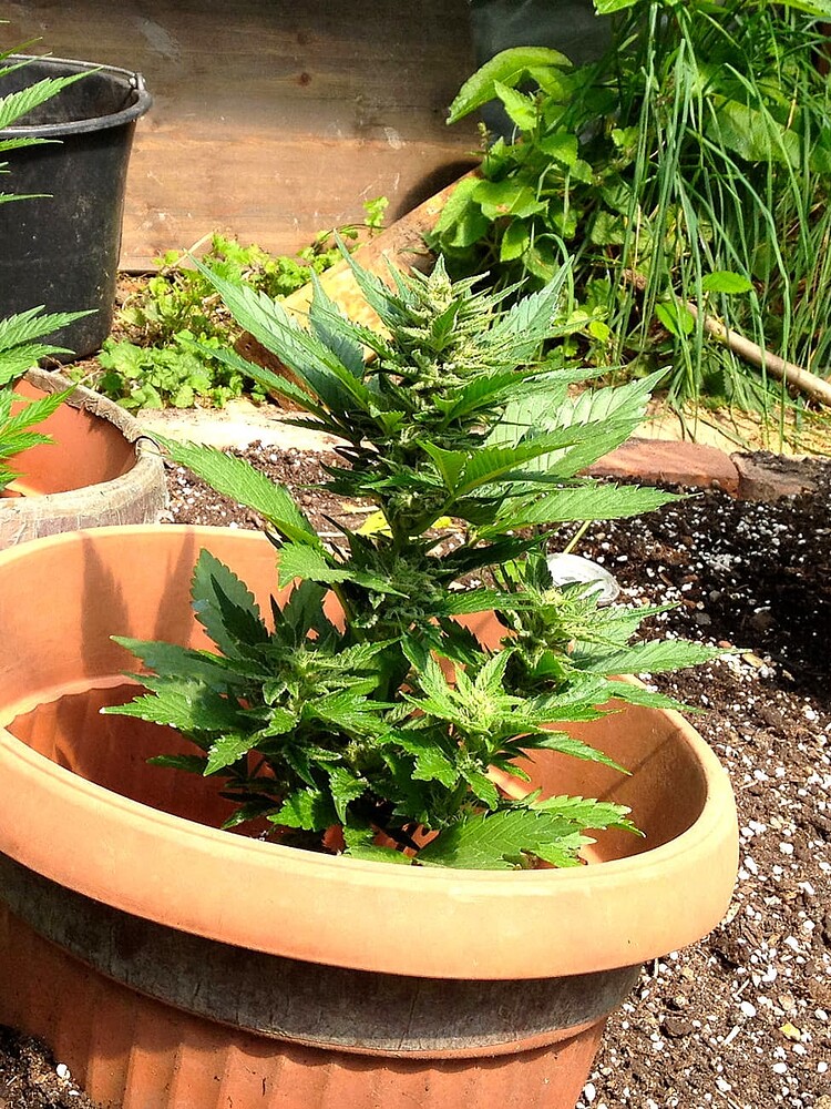 Growreport Bild 1