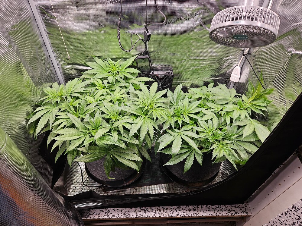 Mimosa X Orange Punch Produktfoto