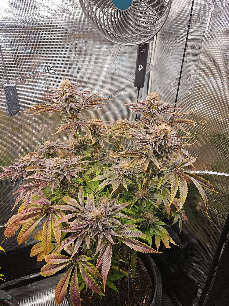 Bubba Kush Fem Produktfoto