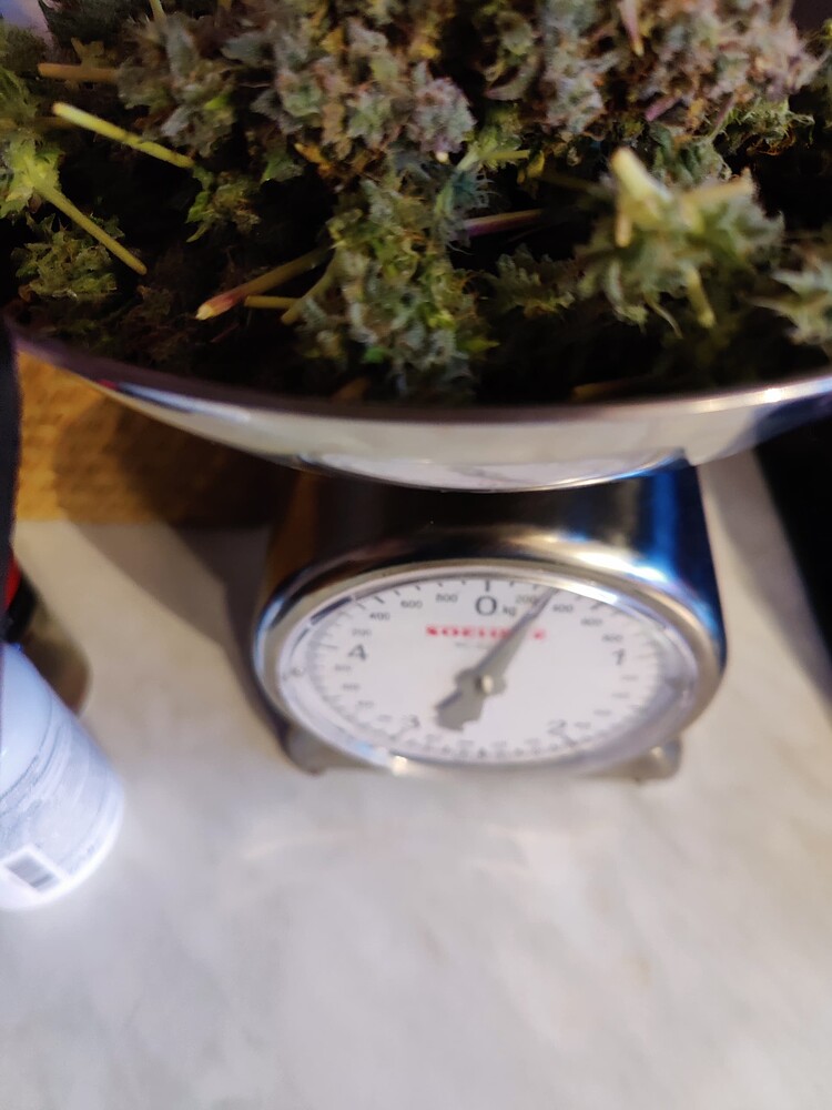 Minigrow V2 90x80*40. Keep it simple, Minimalisten Grow, Automatik Euforia und Cream