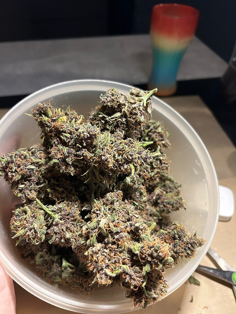 Wie kriege ich am schnellsten mein Zelt Voll. 1xMainlining Monster RuntzxLayercake (Barneys) + 3x Mimoza Skittlez Fast (Ganja Farmer)