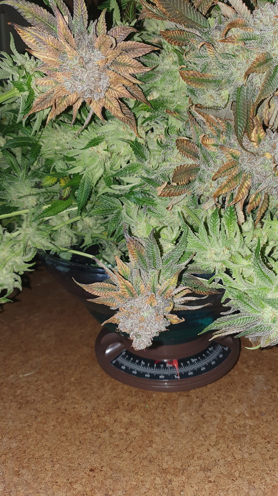 Gorilla Zkittlez by Barneys Farm