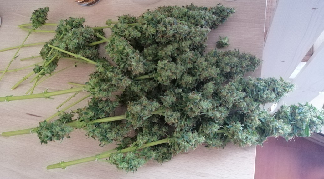 Mein erstes Mal: Schaffe ich es bis zur Ernte?:D [1x WhiteWidow]