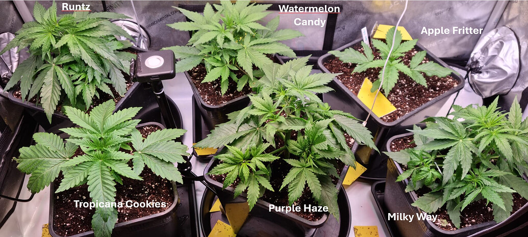 Watermelon Candy Produktfoto