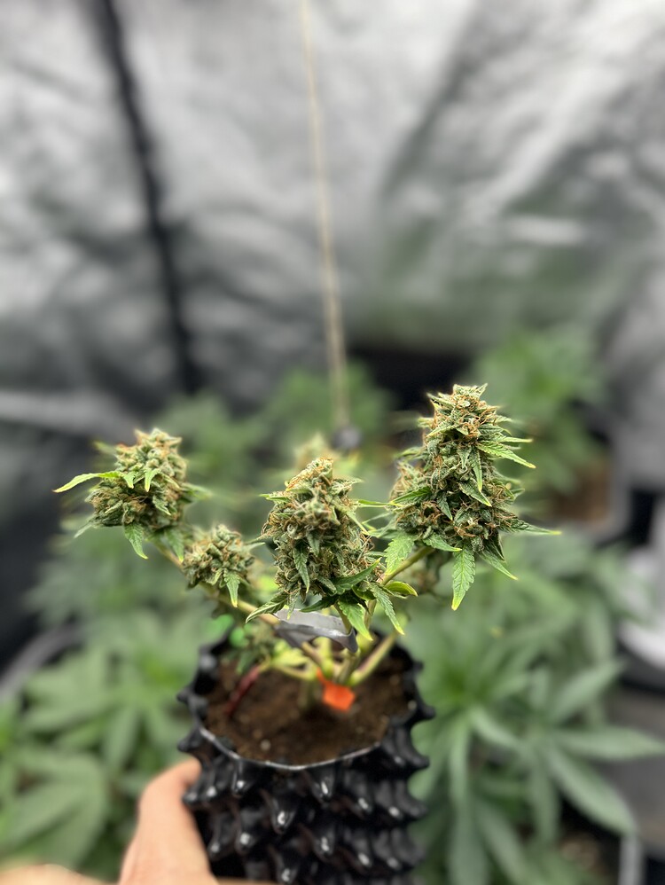 🌞 Luemmel und der Solo-Cup Grow 🌞