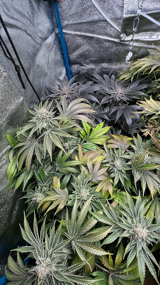 Update 27.4. (Zeit zum ernten) Anfänger Grow im Temu Zelt Organisch