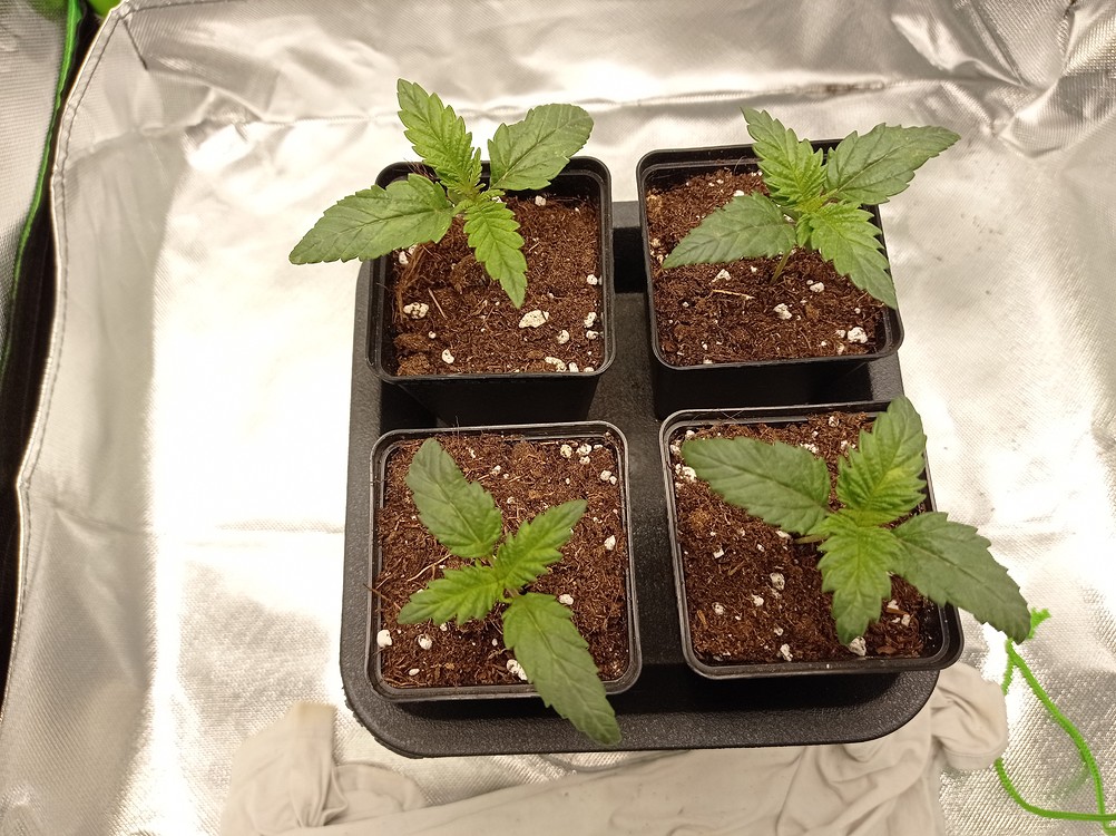 Pure Power Plant Feminisiert (Sensi Seeds White Label) Produktfoto