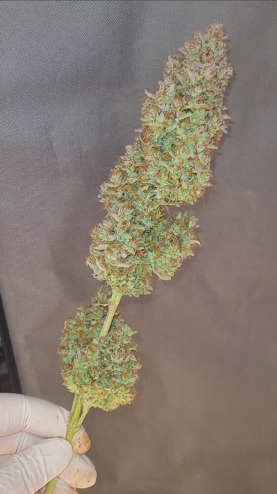 2nd Grow: FastBuds 🦍 Cookies + Strawberry 🦍 | 80x80 | SANlight EVO 4-80