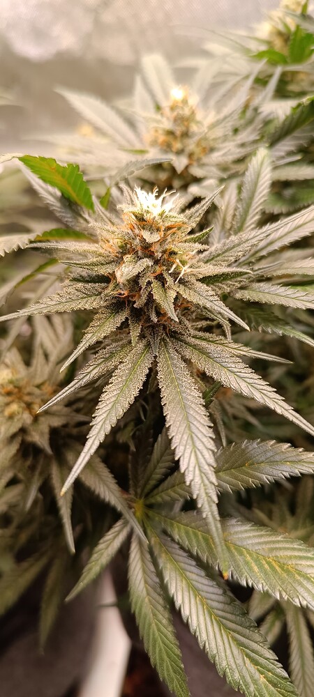 Blackberry Moonrock Produktfoto