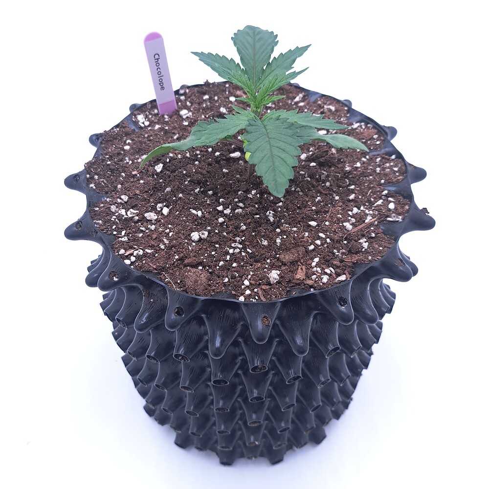 Chocolope Feminisiert (DNA Genetics) Produktfoto