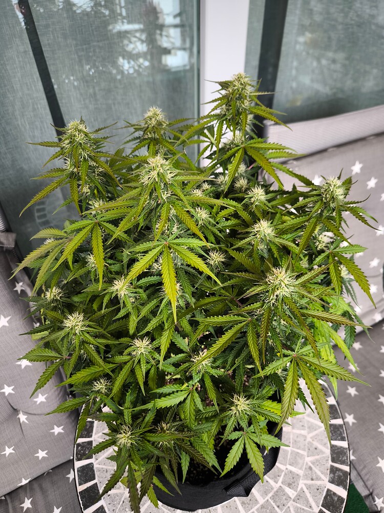 Gorilla Glue Auto (Seeds Genetics Co) Produktfoto