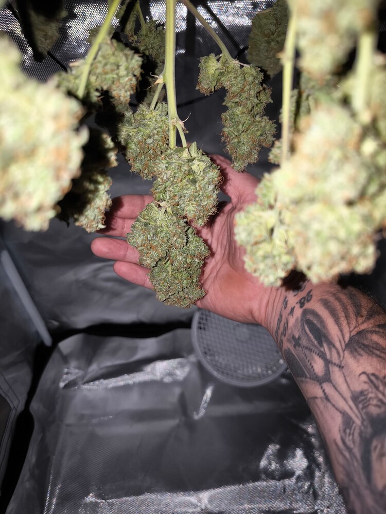 Erster Indoor-Grow (Automatic)