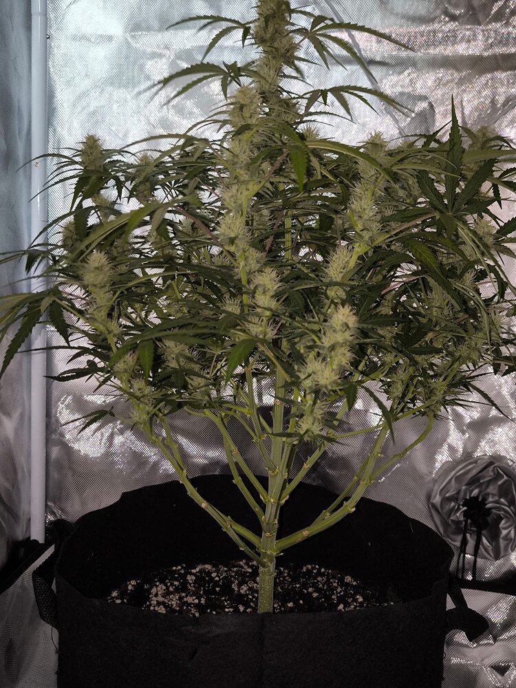 Amnesia Haze Auto Produktfoto
