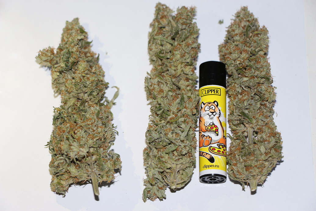 First Indoor Grow Organic (Sunset Sherbet, White Gorilla Haze, Blackberry Cake, Buttercream Gelato) [Geerntet]