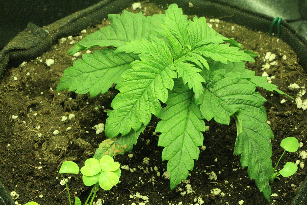 White Gorilla Haze Feminisiert (Sensi Seeds White Label) Produktfoto