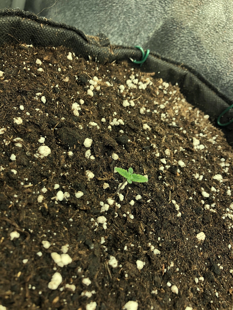 Buttercream Gelato Feminisiert (Sensi Seeds) Produktfoto