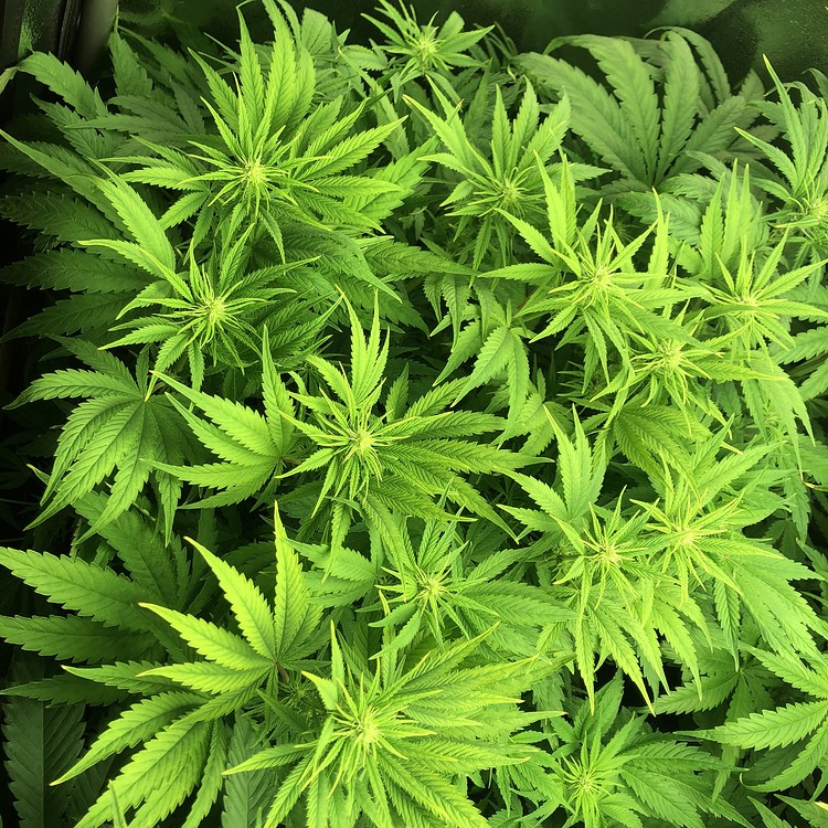Sunset Sherbet Feminisiert (Linda Seeds) Produktfoto