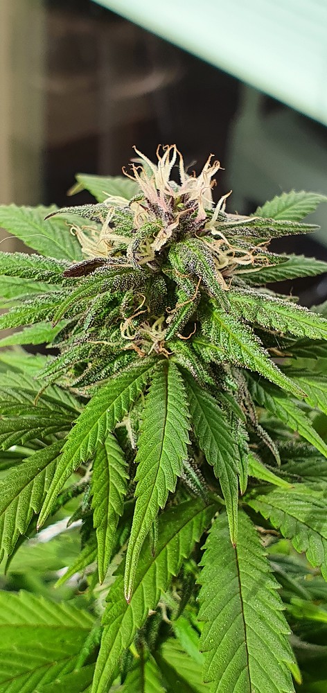 Outdoor, 3 Pflanzen, 2 Gelato, 1 unbekannt, Komposterde aus'm Baumarkt, Biogrow und Biobloom v Biobizz