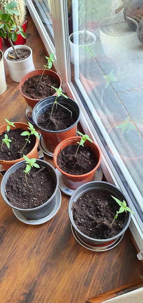 Gelato Produktfoto