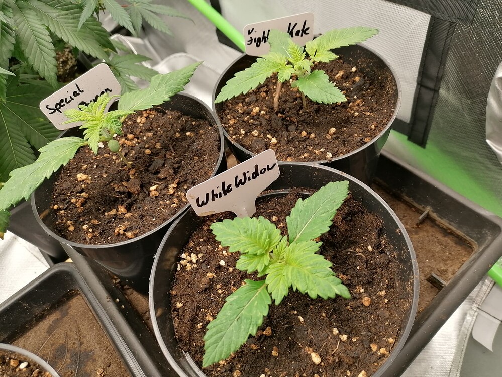 White Widow Regulär Produktfoto