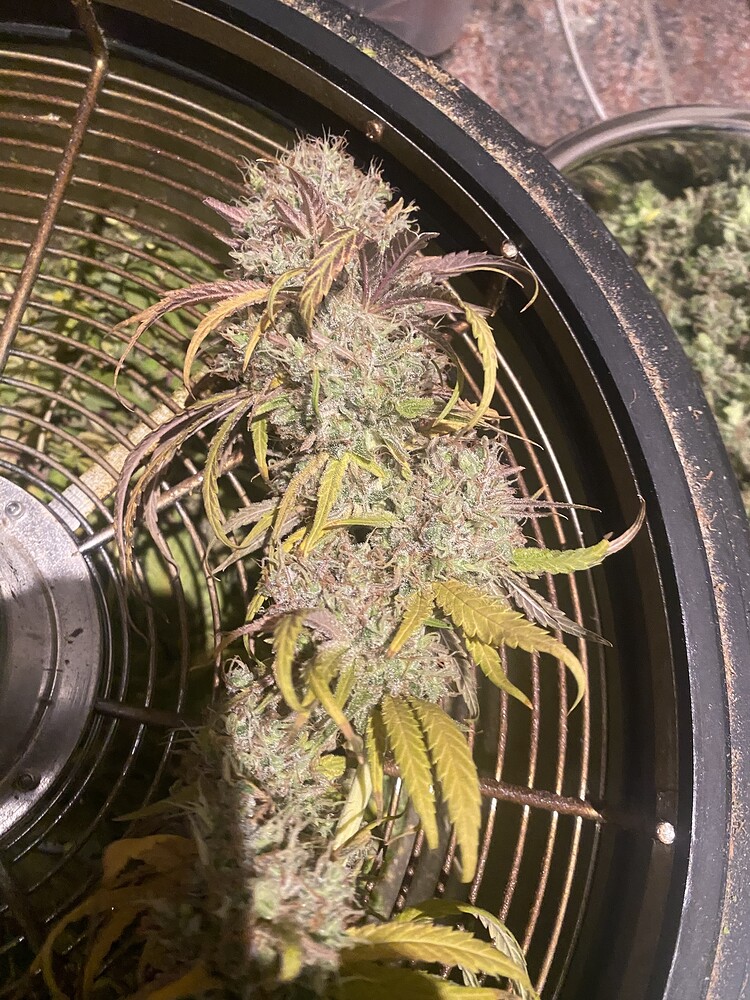 Mimosa Cake in Coco d2w