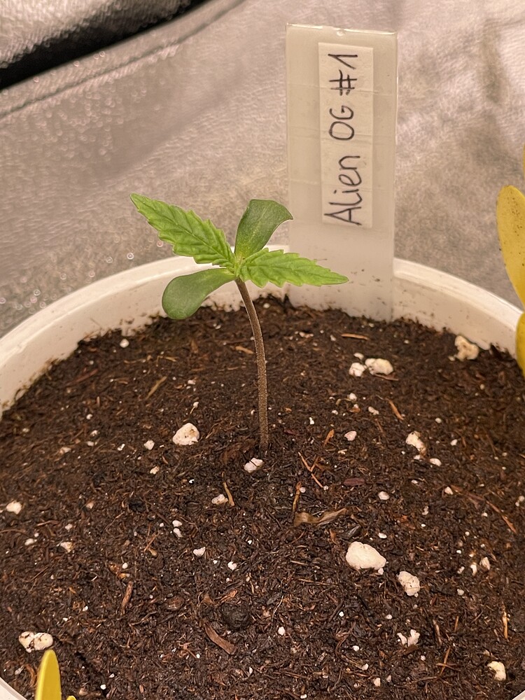 Alien OG fem. Produktfoto