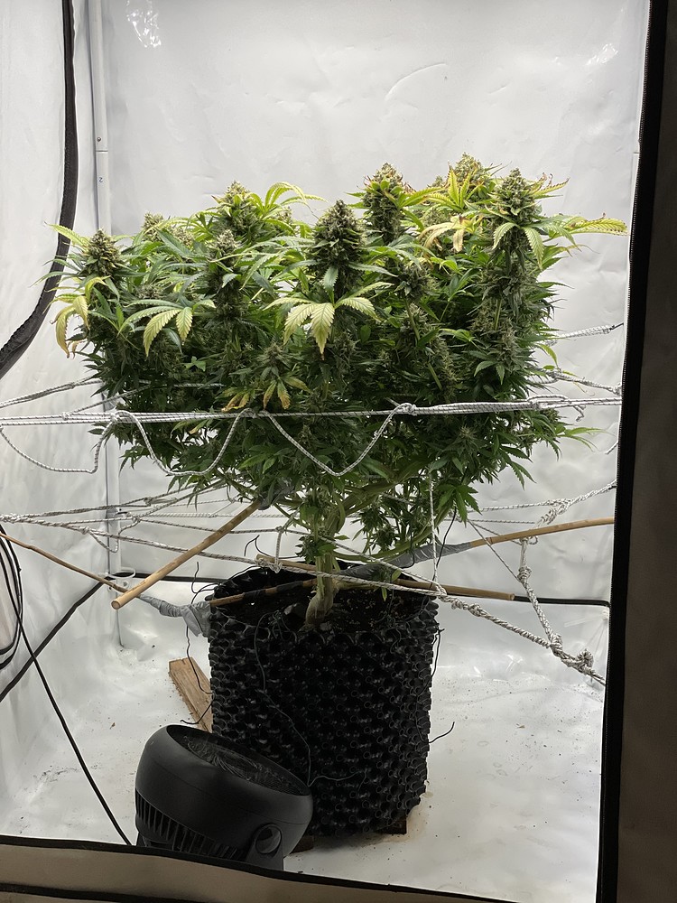 Super Lemon Haze Feminisiert (Seeds66) Produktfoto