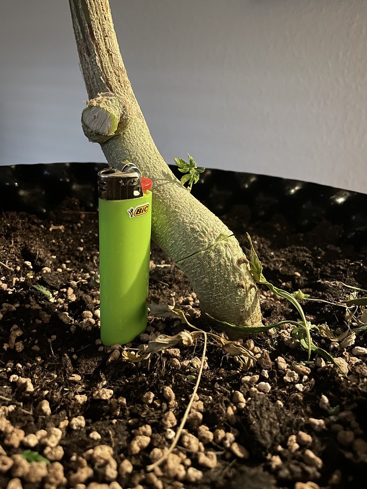Turbo (CO2- super Lemon haze)- ein kurzer Report