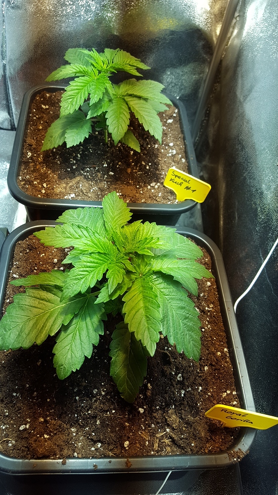 special kush 1 Produktfoto