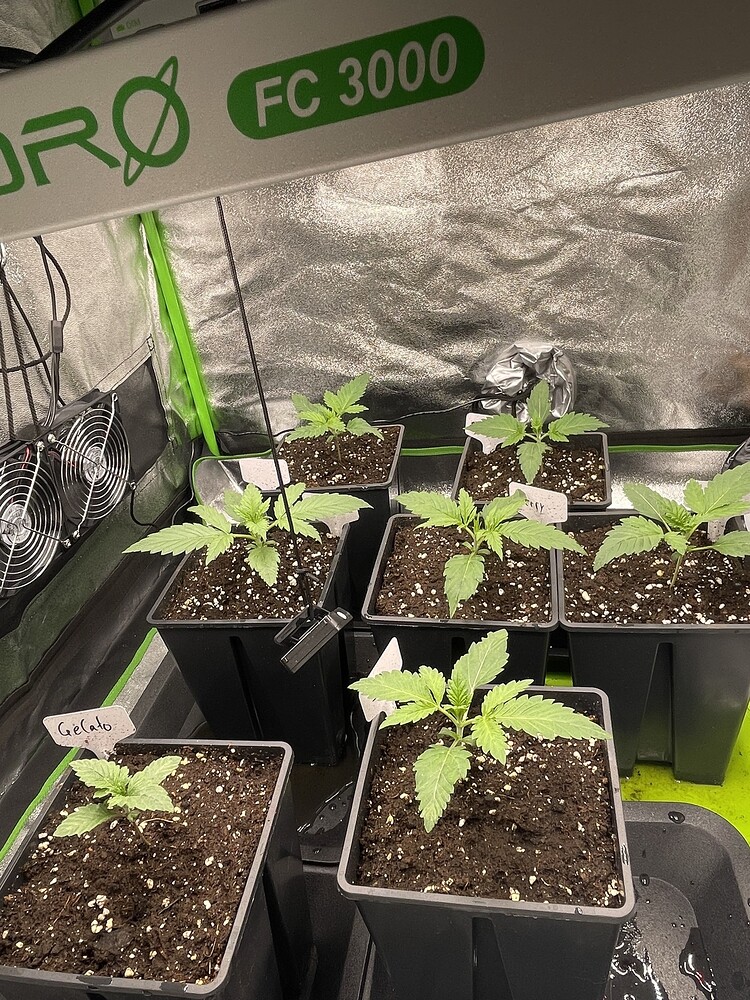 Gelato Auto (Zamnesia) Produktfoto