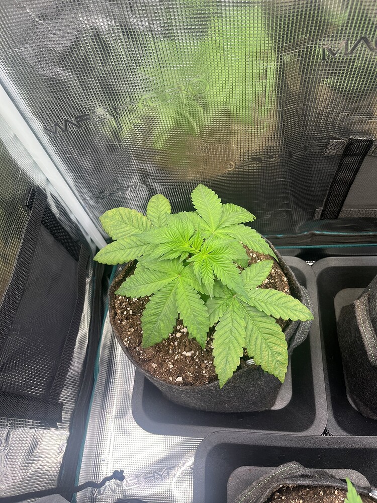 Mack And Crack Feminisiert (Seedstockers) Produktfoto
