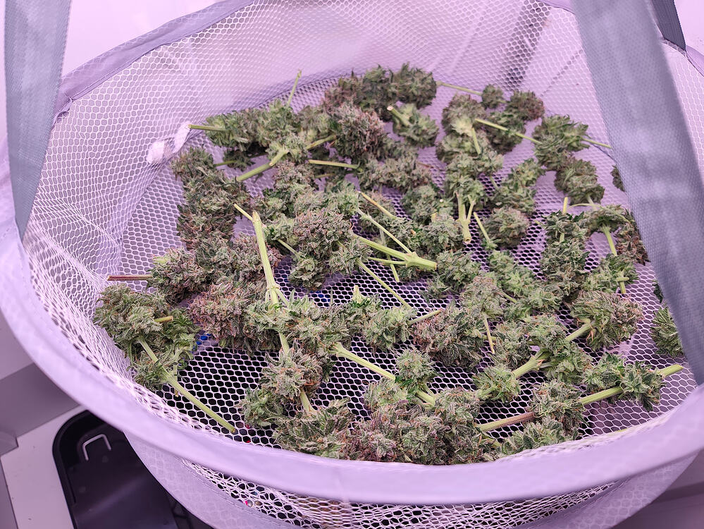 Minigrow V3 im Autopot, das Maximum aus 80bx40tx90h herausholen. Zkittlez Fast und Cherry Pie Fast