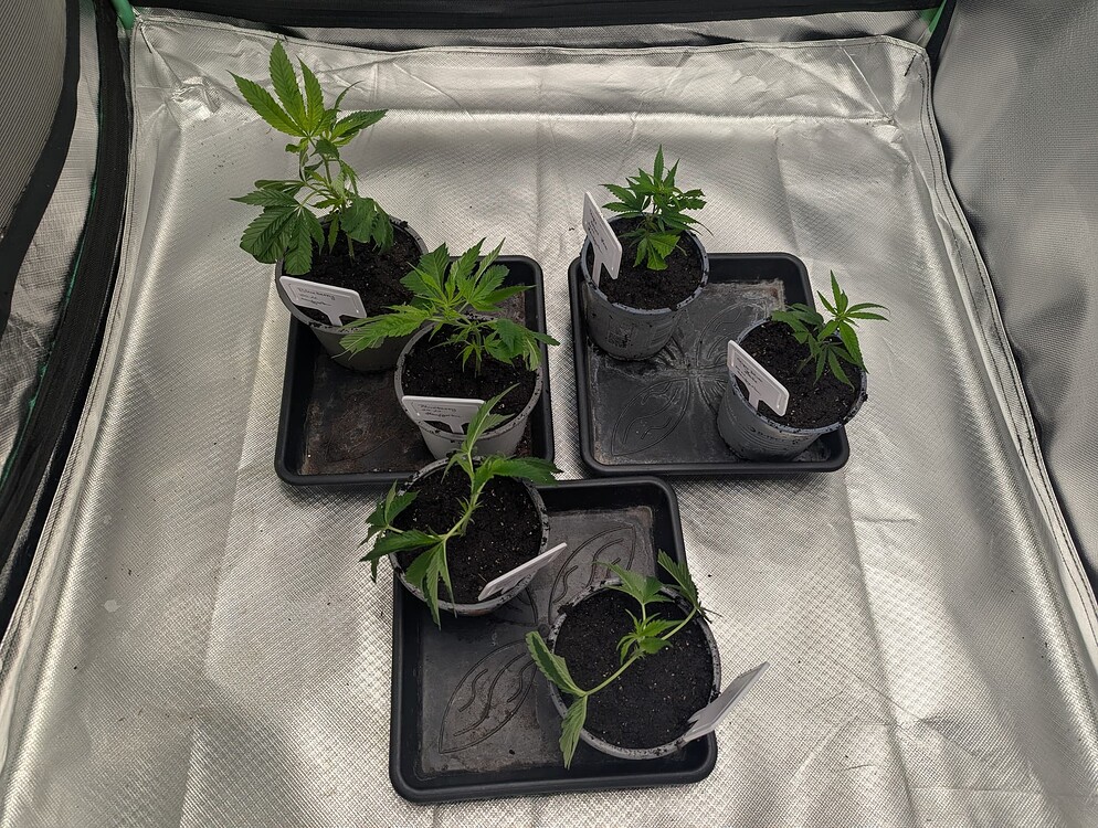 Blueberry Feminisiert (Hanfgarten) Produktfoto