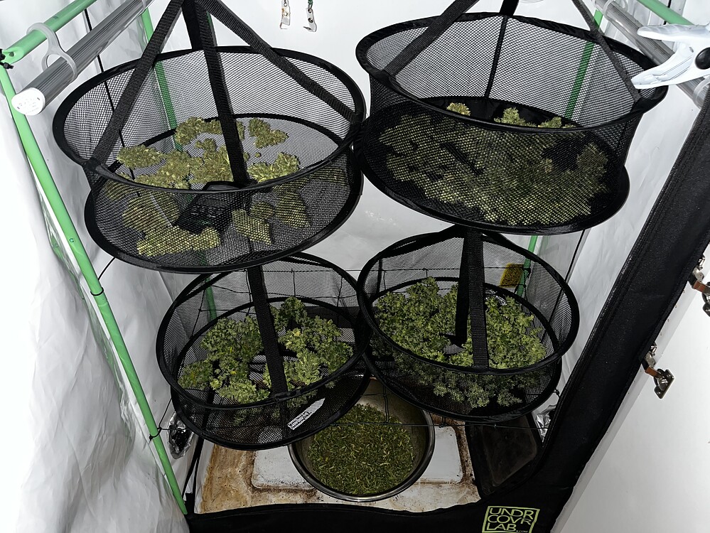 Mixed Fems Scrog 2 (Limon Blanco V3, Strawberry Chemdawg OG, Brain Damage, Gorilla Girl)