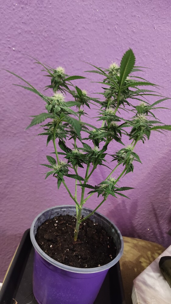 Blueberry fem Produktfoto