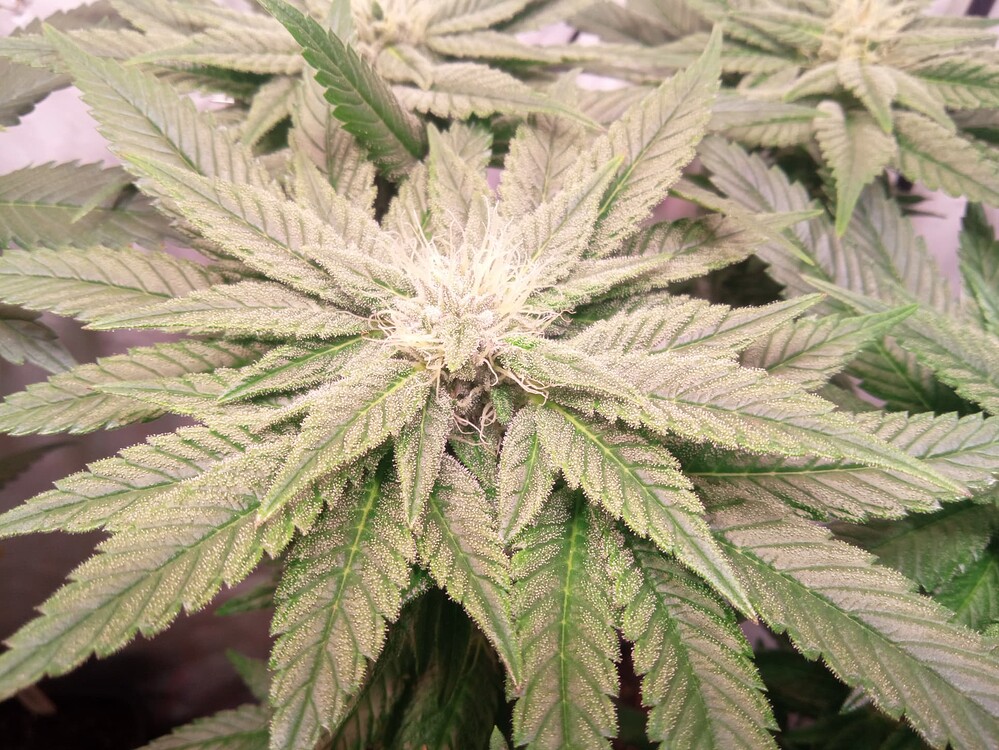 White Widow Auto Produktfoto