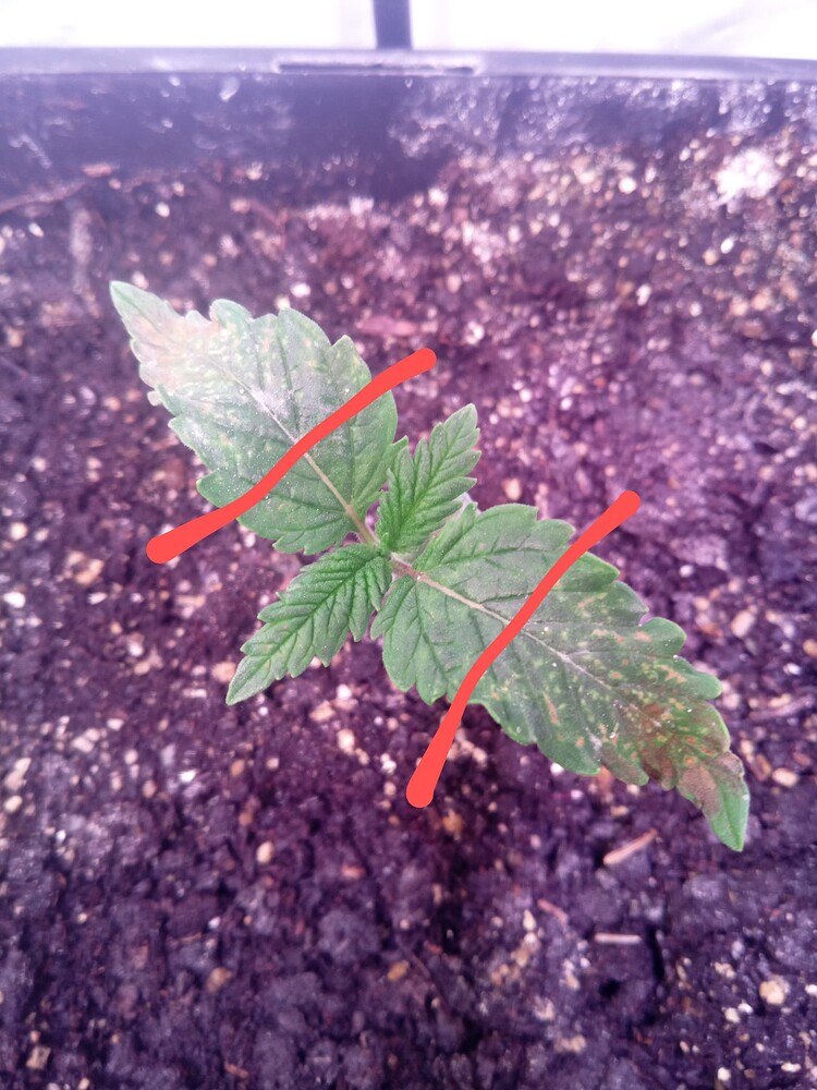 Gorilla Zkittlez Produktfoto