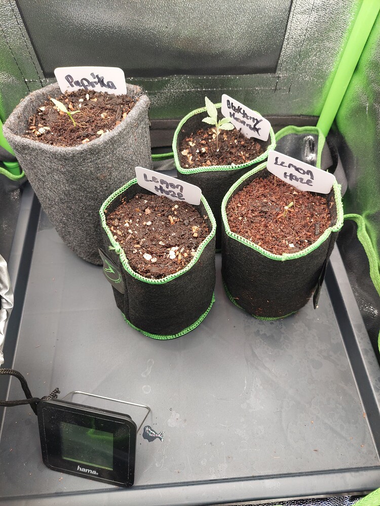 Lemon Haze Auto Produktfoto