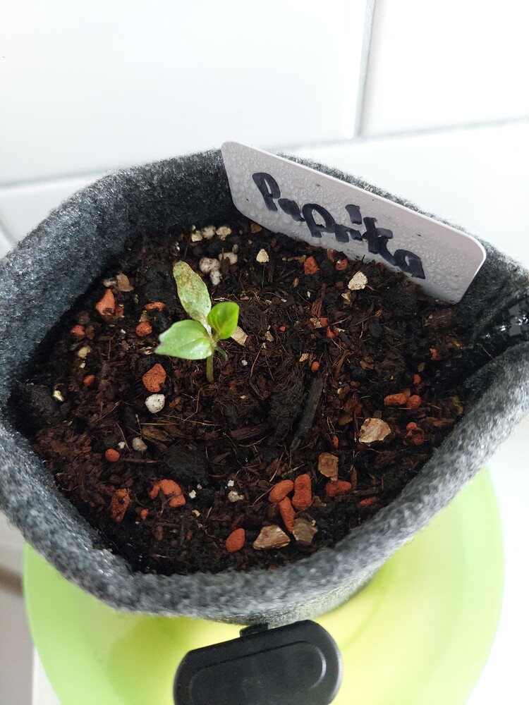 Paprika Produktfoto