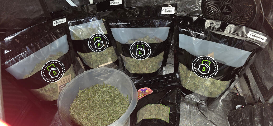 ☆ redz0r's Gym. ☆ AnesiaSeeds ☠️ BT63 ☠️ Trocknung ☆ ChimeraCut | RedBananaP. | GlowberryRush | StrawberryPR. (Büsch'le) ☆ ACI-Ai -> 2x300w+UV a/b ☆