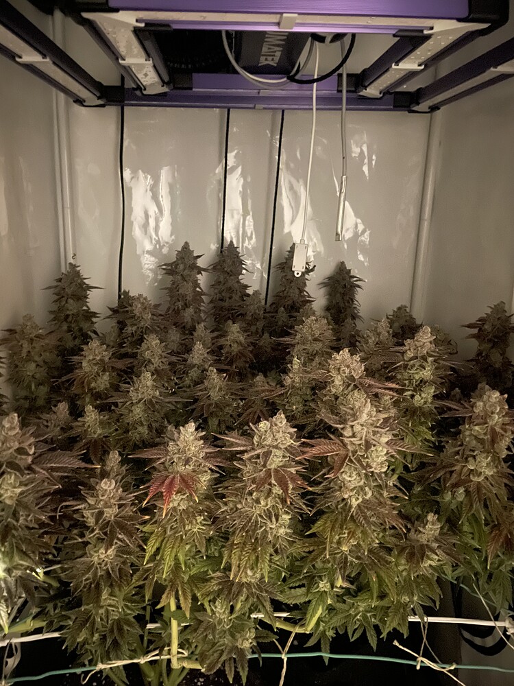 3. Grow, erster auf 60x60 mit 2 Pflanzen à 15l (elev8 genetics)