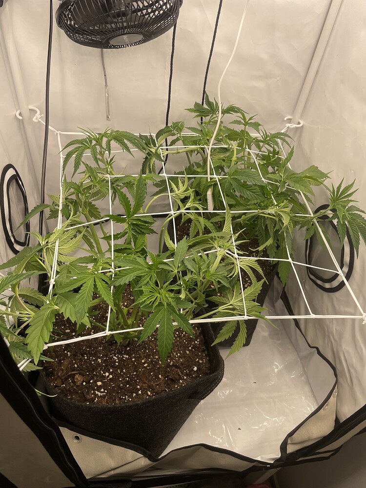 Tangie Candie Produktfoto