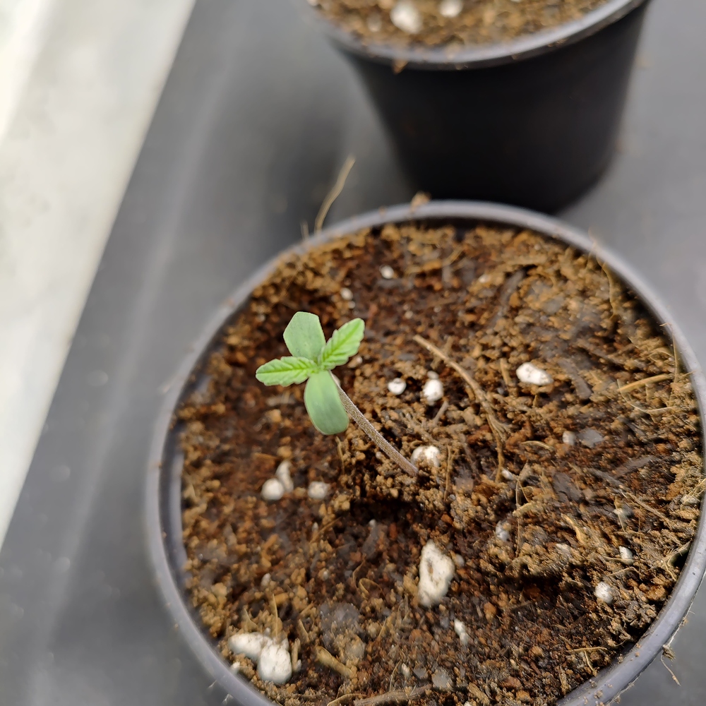 Strawberry Kush Feminisiert (Sensi Seeds White Label) Produktfoto