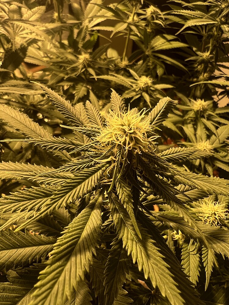 Lemon OG Feminisiert (Dutch Passion) Produktfoto