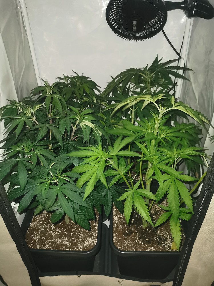 Cookie Gelato Auto (Hi Shark) Produktfoto